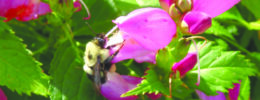 bumblebee perching on pink flower on sunny day