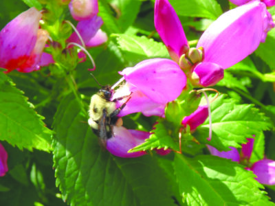 bumblebee perching on pink flower on sunny day