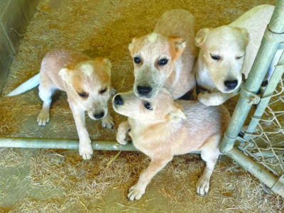 4 puppies at door of metal kennel