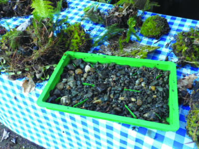 container filled with gravel surrounded by small plants and moss