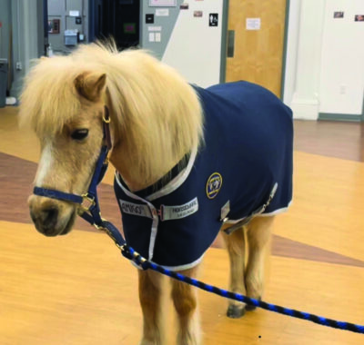 tan colored pony in gym, wearing coat