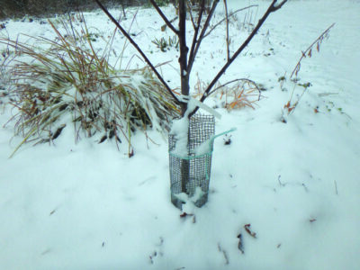 young tree with wire mesh wrapped around base in snow