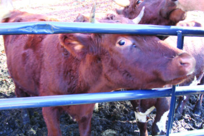 cow looking through fence in pen at farm