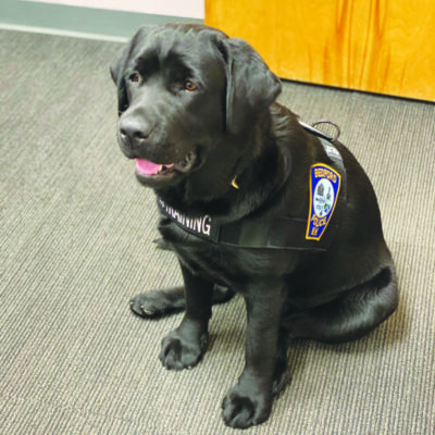 young black labrador wearing police vest, sitting on floor