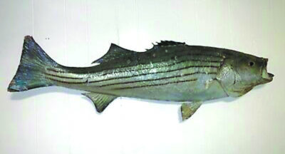 taxidermied fish on the wall