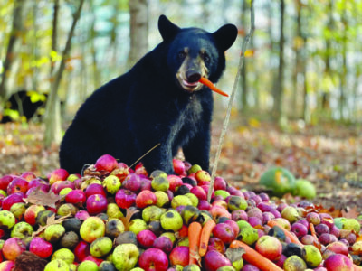 black bear in woods beside pile of fruits and vegetables eating a carrot