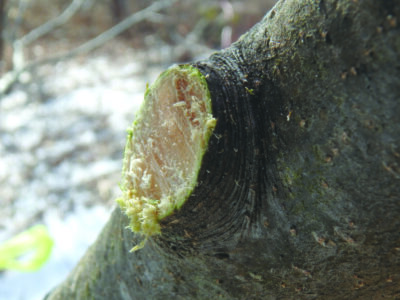 close up of tree, branch cut off close to trunk