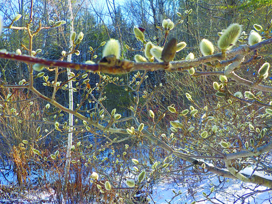 tree branches with buds in winter