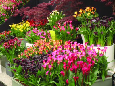 displays of flowers set up at flower show