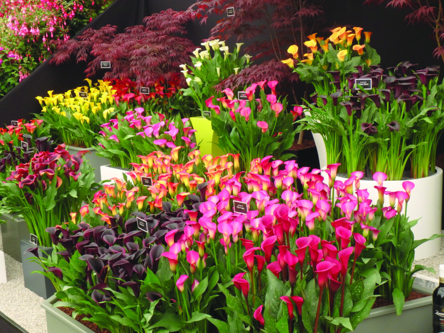 Spring flower shows are back!