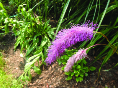 long purple flowers on bended stalks