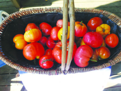 basket seen from overhead, filled with tomatoes