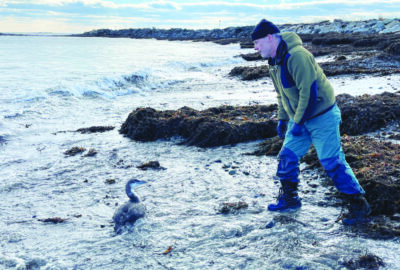 man dressed in wading gear, stepping into ocean to rescue loon