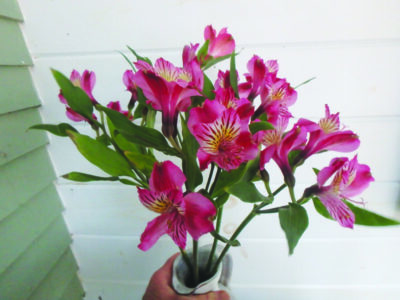 dark pink flowers in vase being held in one hand