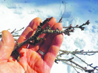 hand holding small branch to show buds on end of little branches