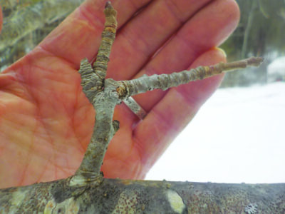 hand holding small branch