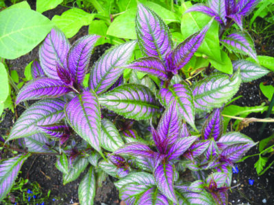 purple and green leafy plant in garden bed