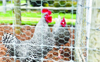 2 black and white speckled chickens behind chicken wire
