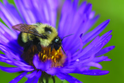 A bumblebee visits a New England Aster (Symphyotrichum novae-angliae) at a Wisconsin Tallgrass Prairie.