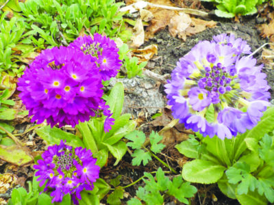 round clusters of purple flowers low to the ground