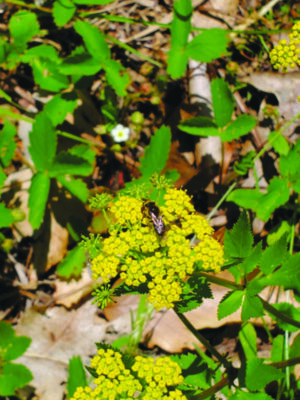yellow clusters of small flowers on bush low to the ground over brown leaves