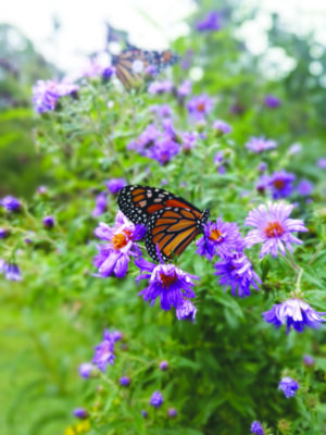 field with lots of purple flowers, monarch butterflies