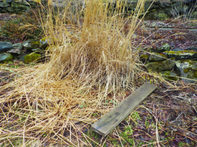 plank on soft soil beside tall dead grass