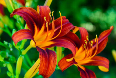 A Beautiful bright daylilies on the flowerbed