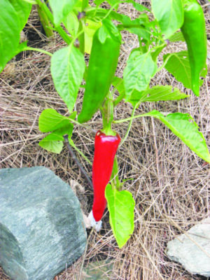 stone sitting beside long red pepper hanging off pepper plant