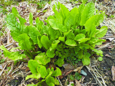 closely packed leaves on low growing plant, in ground