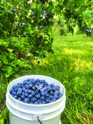 white bucket of blueberries sitting under blueberry bush on sunny day