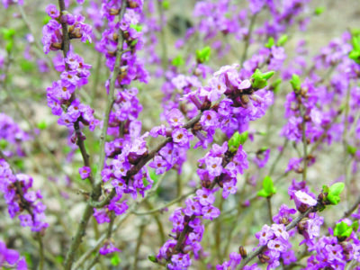 close up of small purple flowers in clusters along branches of outdoor bush