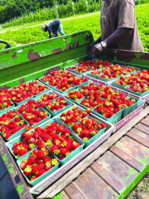 back of truck with cartons of strawberries, in field, 2 men picking strawberries