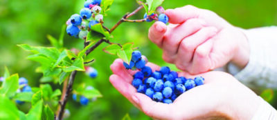 Women picking ripe blueberries close up shoot