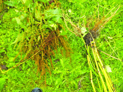 the roots attached to stalks, lying beside the upper flowering part of a dock plant, on grass