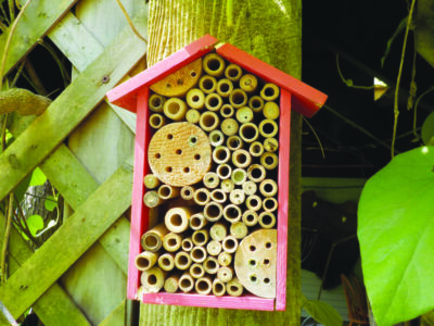 wooden wasp house, a box filled with hollow wooden cylinders that create a series of holes, mounted on a tree