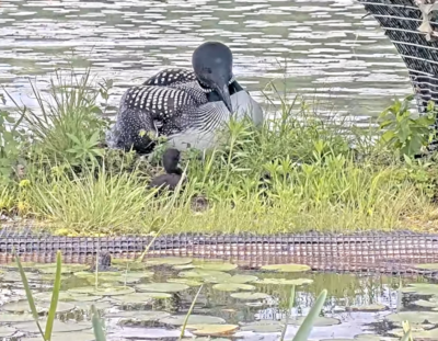 loon in marsh with baby loons beside it