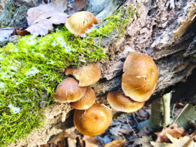 multiple rounded capped mushrooms growing on tree