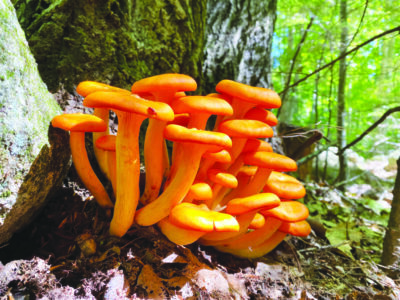 cluster of orange mushrooms with smooth round caps and thin stems, growing up from base of tree
