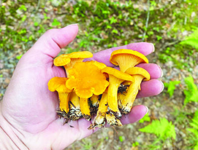 hand holding small yellow mushrooms dug up from ground