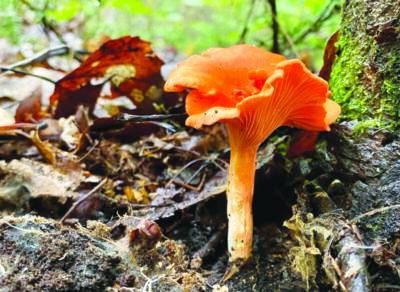 single orange colored mushroom with inverted cap growing within pile of leaves at base of tree