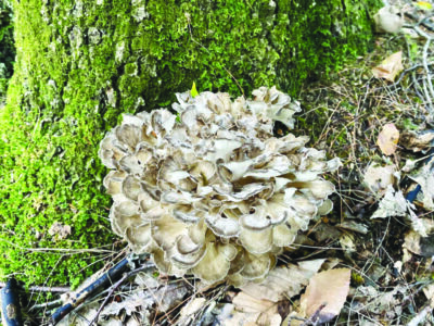 white and brown frilly looking mushroom at the bottom of a tree
