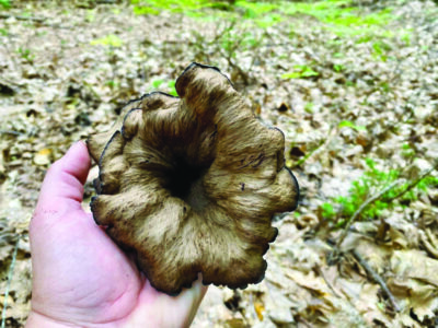 hand holding dark brown mushroom, seen from top of inverted cap