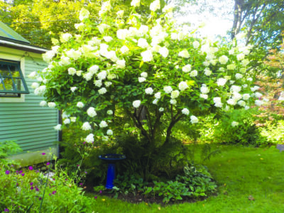 hydrangea bush with large white flowers, in garden running alongside house