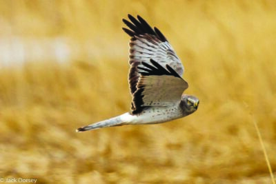 brown bird of prey flying with both wings up 