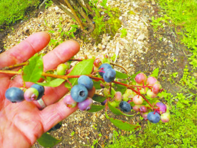 hand holding up blueberry branch with some ripe and some unripe berries