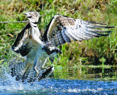 osprey with wings spread, catching fish in talons over water