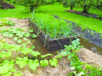 vegetable garden with mounded rows layered with straw, raised wooden bed, vegetables growing, large puddles