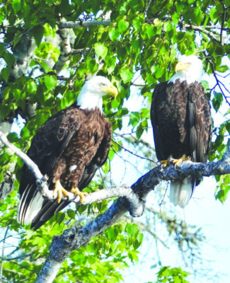2 bald eagles perching on branches of leafy tree