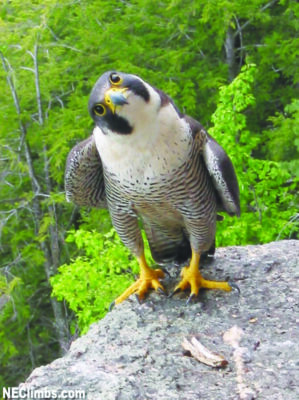 peregrine falcon sitting on rock above green forest